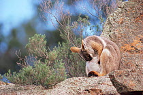 Yellow footed rockwallaby cleans pouch. (Petrogale xanthopus) AUS Australia