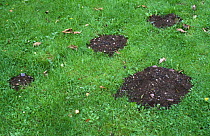 European mole hills in grass (Talpa europaea) UK
