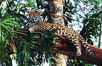Jaguar resting in tree (Panthera onca) Belize, captive