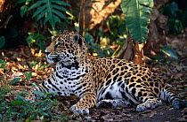 Jaguar (Panthera onca) captive, Belize