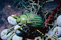 Green striped silversmith beetle (Plusiotis gloriosa) USA, Arizona