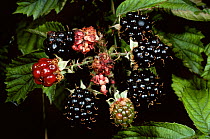 Blackberry fruit on plant (Rubus plicatus) Scotland, UK