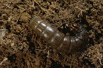 Leatherjacket, larva of Cranefly (Tipula sp) Scotland, UK