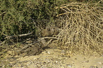 Arabian babblers (Turdoides squamiceps) huddled together, one preening, Israel