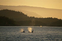 Killer whales spouting at sunset, British Columbia, Canada (Orcinus orca)