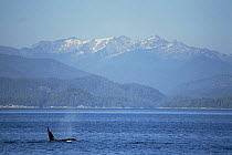 Male Killer whale {Orcinus orca} spouting, British Columbia, Canada