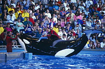 Killer whale {Orcinus orca} with child on back, marine aquarium, USA. FOR EDITORIAL USE ONLY