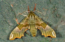 Lime hawk moth on bark, Germany