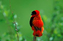 Red bishop male perched, Gambia, West Africa