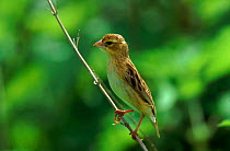 Red bishop female, Gambia, West Africa