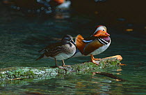 Pair of Mandarin ducks (Aix galericulata) Ussuriland, South Primorskiy, Russia
