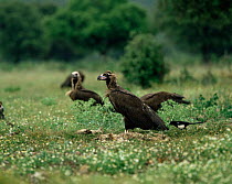 European black vultures feeding (Aegypius monachus) Spain Cabaneros