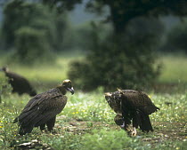 European black vultures (Aegypius monachus) feeding on bones, Cabaneros, Spain