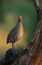 Red necked spurfowl on look out (Francolinus afer) Serengeti NP, Tanzania