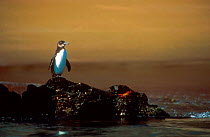Galapagos penguin on rock(Spheniscus mendiculus) and Sally Lightfoot crab, Galapagos