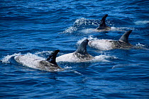 Risso's dolphins off California (Grampus griseus) Pacific USA