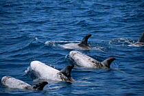 Risso's dolphins off California coast (Grampus griseus) Pacific USA