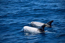 Risso's dolphins off California (Grampus griseus) Pacific USA