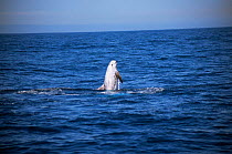 Risso's dolphin breaching (Grampus griseus) California USA