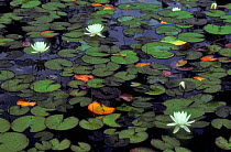 Water lilies, Salmon Lake (Nymphaeacae) USA