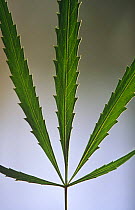 Cannabis plant shows leaf detail (Cannabis sativa indica) Spain