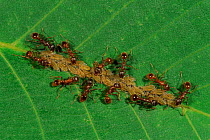Garden black ants (Lasius niger) tending aphids on leaf Germany