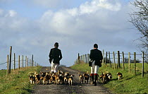 Wiltshire and Infantry beagles on Wiltshire Downs England UK dogs, 2000