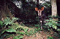Male Okapi, Epulu Ituri Rainforest Reserve, DR Congo (Zaire)