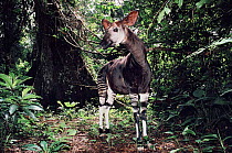 Male Okapi, Epulu Ituri Rainforest Reserve, DR Congo (Zaire)