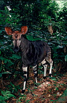 Male okapi in Epulu Ituri Rainforest Reserve, DR of Congo
