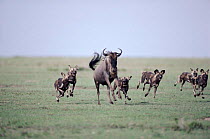 African wild dog hunting wildebeest, Serengeti NP, Tanzania. Sequence 1