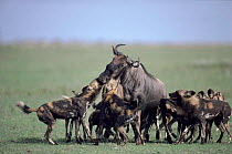 African wild dog hunting wildebeest, Serengeti NP, Tanzania. Sequence 2