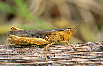 Common field grasshopper (Chorthippus brunneus) UK