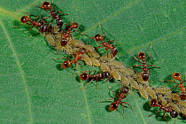 Garden black ants (Lasius niger) milking aphids. Germany, Europe