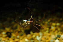 Water spider (Argyroneta aquatica) showing air bubble. England, UK, Europe