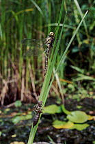 Adult Emperor dragonfly newly emerged, Devon, UK.