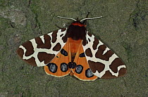 Garden tiger moth (Arctia caja) Germany