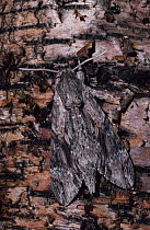 Convolvulus hawkmoth (Agrius convolvuli) UK.