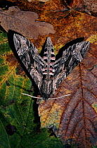 Convolvulus hawk moth (Agrius convolvuli) UK. migrant