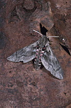 Convolvulus hawkmoth (Agrius convolvuli) UK.