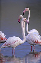 Greater flamingos {Phoenicopterus ruber} Santa Pola marsh, Alicante, Spain