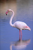 Greater flamingo in water (Phoenicopterus ruber) Santa Pola marsh, Spain