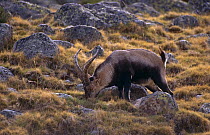 Male Spanish ibex {Capra pyrenaica} Sierra Gredos mountains, Avila, Spain