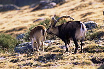 Spanish ibex male rut behaviour, testing female for oestrus (Capria pyrenaica) Sierra Gredos, Spain