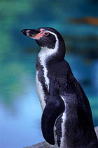 Black footed penguin (Sphenisccus demerssus), Barcelona Zoo C