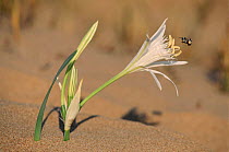 Sea daffodil and flying bee, coastal sand dunes, Spain