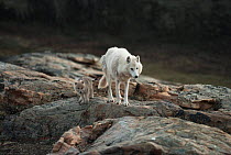White arctic race grey wolf mother and pup (Canis lupus) walking near den, Ellesmere Island, Canada