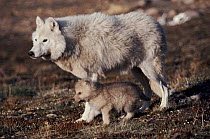 Grey wolf (arctic form) with pup near den, Ellesmere Island, Canada