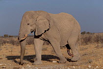 Old African elephant bull in 'must', period of sexual dominance when he will mate with receptive females in his home range. Etosha National Park