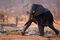 Young African elephant, Hwange National Park, Zimbabwe
